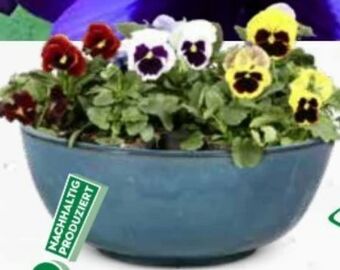 Bellaflora Stiefmütterchen Angebot