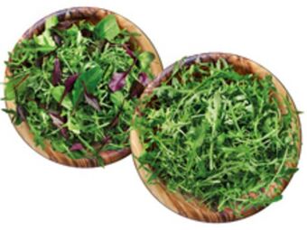 Lidl Mix-salat oder rucola Angebot