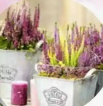 Bellaflora Callunen beauty ladies trio Angebot