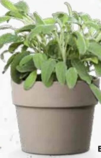 Bellaflora Topf perfetto Angebot