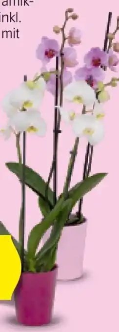 Hofer Orchidee pink ribbon Angebot