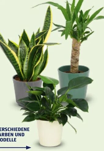 Hofer Grünpflanzen Angebot