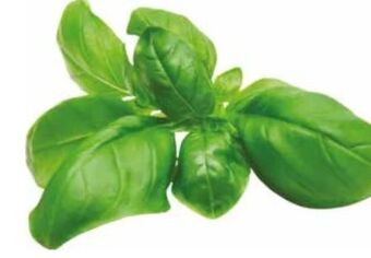 Transgourmet Basilikum Angebot