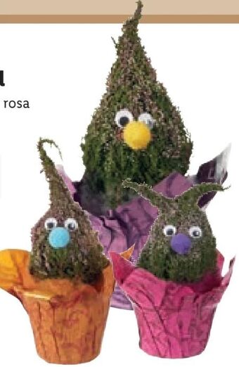 Lidl Calluna wichtel Angebot