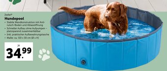 Lidl Hundepool Angebot