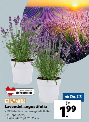 Lidl Lavendel Angustifolia Angebot