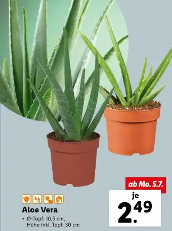 Lidl Aloe Vera 10,5cm Angebot