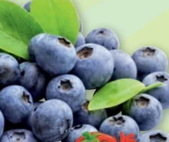 PENNY Heidelbeeren Angebot
