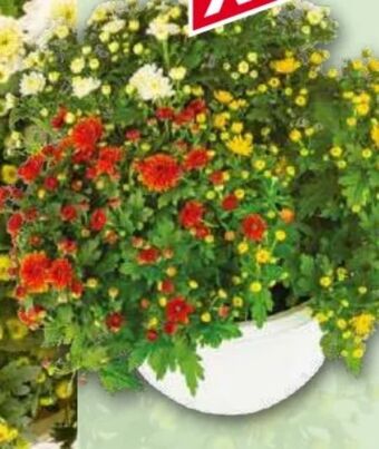 Norma Chrysanthemen multiflora trio Angebot