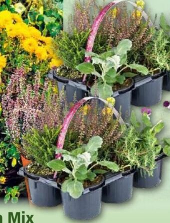 Norma Heidegarten mix Angebot
