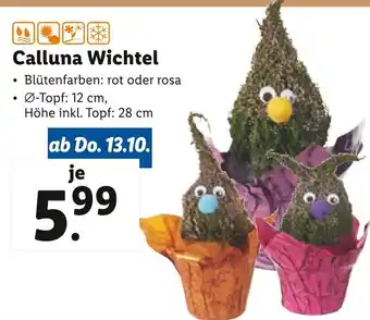 Lidl Calluna Wichtel 12 cm Angebot