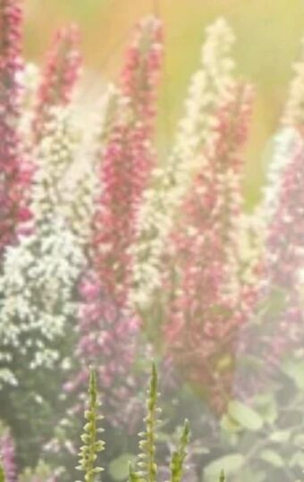 Bauhaus Calluna beauty ladies Angebot
