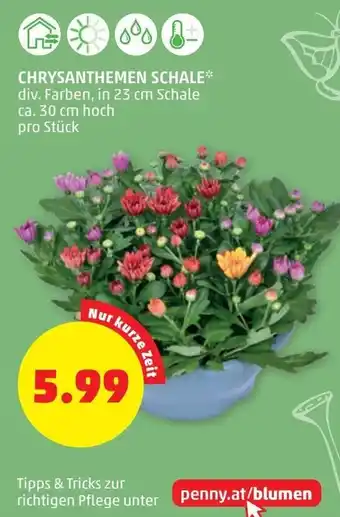 PENNY Chrysanthemen Schale Angebot