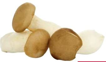 Transgourmet Bio kräuterseitlinge Angebot