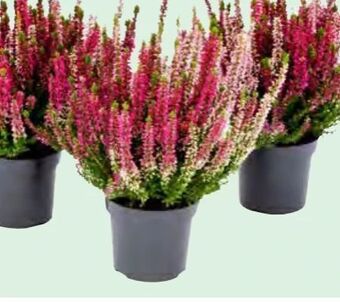 Lagerhaus Calluna beauty ladies twins Angebot
