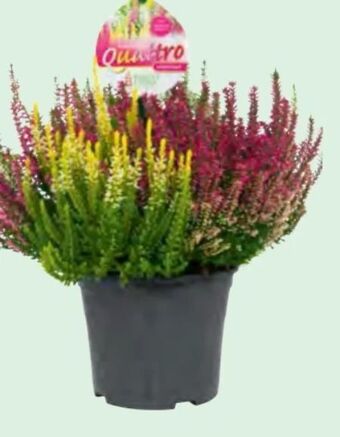 Lagerhaus Calluna beauty ladies quattro Angebot