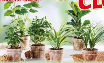 Norma Grünpflanzen mix Angebot