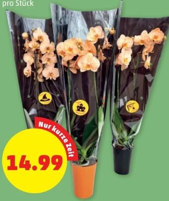 PENNY Orchidee halloween Angebot