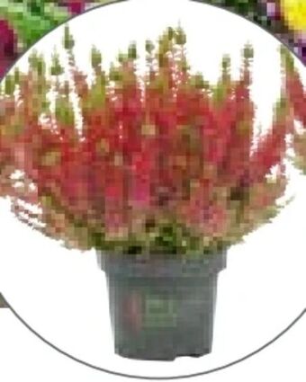 Hellweg Knospenheide beauty ladies Angebot