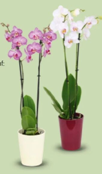 Hofer Orchidee Angebot
