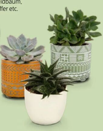 Hofer Sukkulenten Angebot