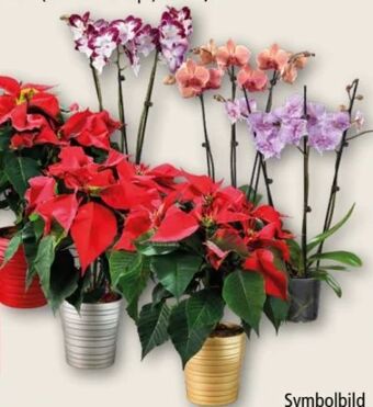 Interspar Weihnachtsstern Angebot