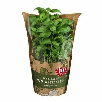 Billa Bio Kräuter Angebot