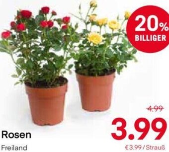 MPreis Rosen Angebot