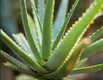 Norma Aloe vera Angebot