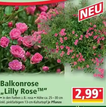 Norma Balkonrose Lilly Rose Angebot