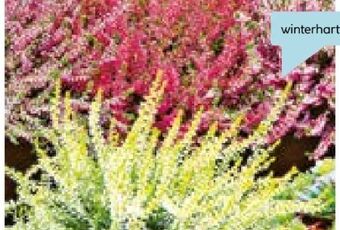 Hellweg Knospenheide beauty ladies Angebot