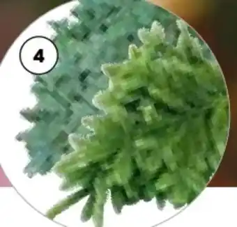 Hellweg Tannenzweige Angebot