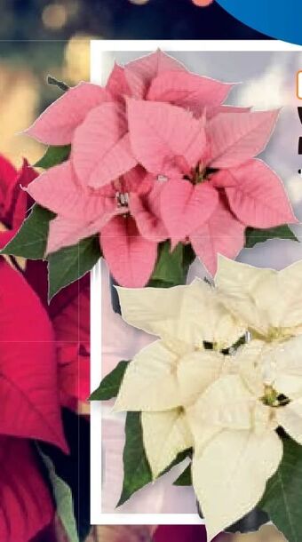 Lidl Weihnachtsstern mehrtrieber Angebot