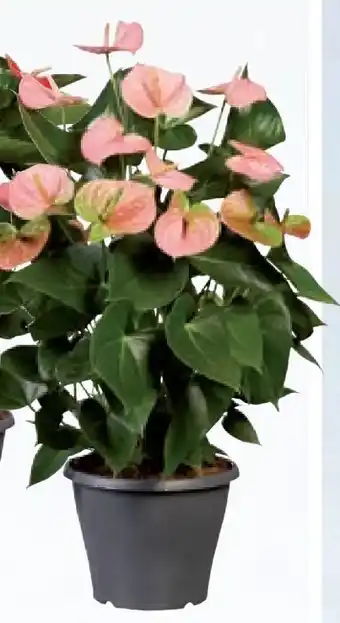 Lidl Anthurium flamingoblume Angebot