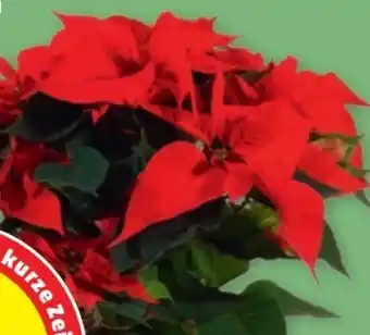 PENNY Weihnachtsstern Angebot