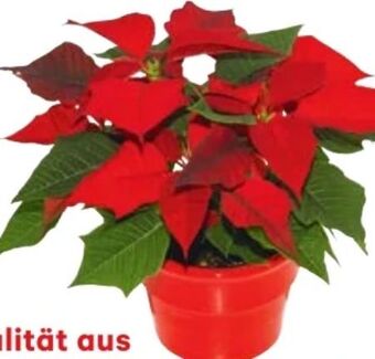 Lagerhaus Weihnachtsstern Angebot