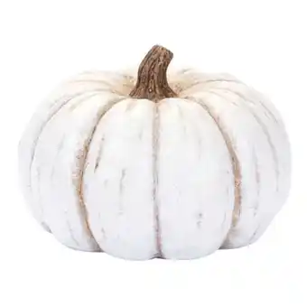 Pagro Diskont Dekokürbis mittel weiß Angebot