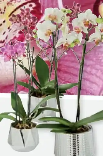 Lidl Orchideen Angebot