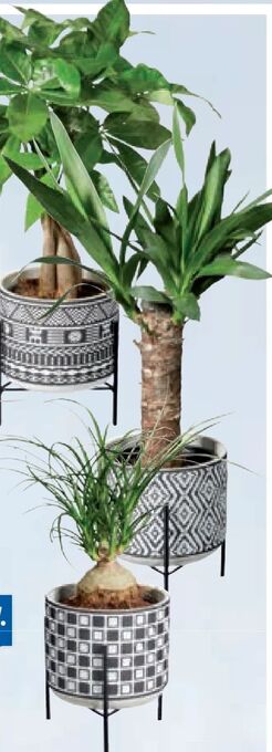 Lidl Pflanze easy care Angebot