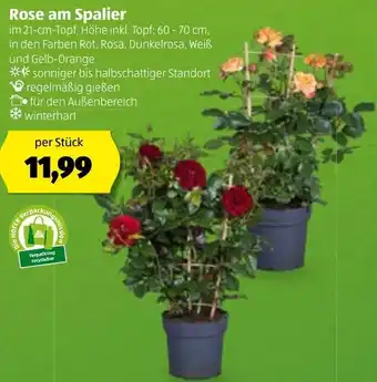 Hofer Rose Am Spalier Angebot