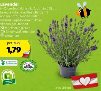 Hofer Lavendel Angebot