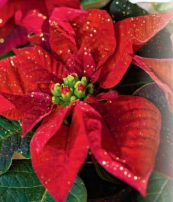 Metro Weihnachtsstern Angebot