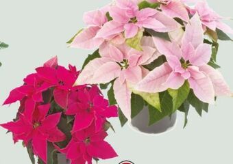 Lidl Weihnachtsstern princettia trio Angebot