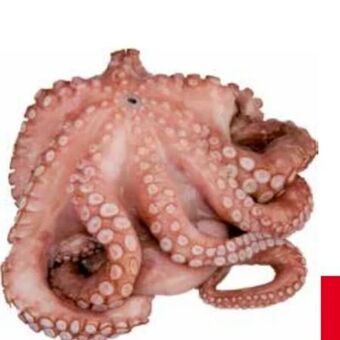 Transgourmet Octopus blume Angebot