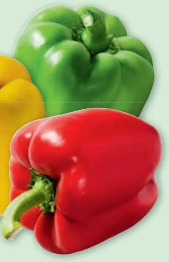 PENNY Paprika tricolore Angebot