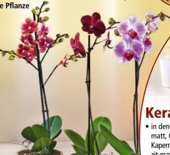 Norma Orchidee Angebot