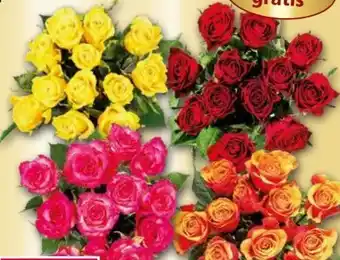 Norma Premium floristenrosen Angebot