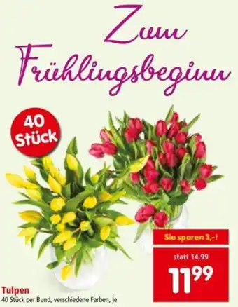 Interspar Tulpen 40 Stick per Bund Angebot