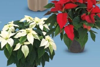 Hofer Weihnachtsstern Angebot