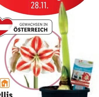 Lidl Amaryllis premium Angebot
